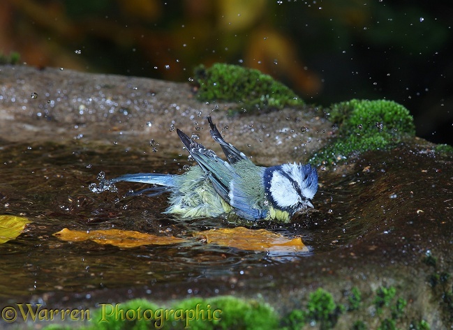 Blue Tit (Parus caeruleus) bathing.  Europe including Britain
