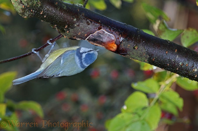 Blue Tit (Parus caeruleus) drinking sap from a wound in a Cotoneaster branch created by Hornets (Vespa crabro).  Europe including Britain