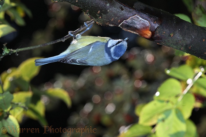 Blue Tit (Parus caeruleus) drinking sap from a wound in a Cotoneaster branch created by Hornets (Vespa crabro).  Europe including Britain