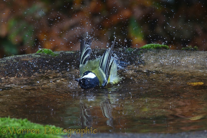 Great Tit (Parus major) bathing.  Europe including Britain