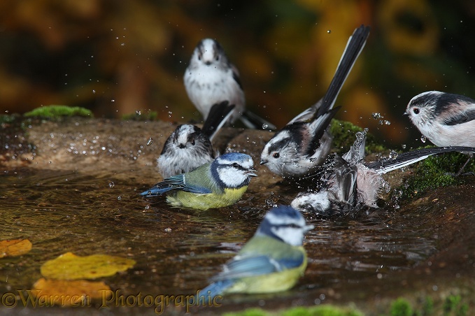 Long-tailed Tits (Aegithalos caudatus) communal bathing.  Europe & Asia
