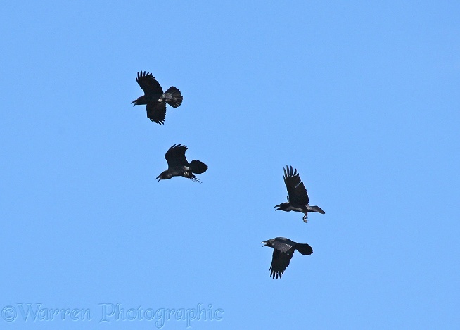 Eurasian Ravens (Corvus corax) calling in flight.  Europe & Asia