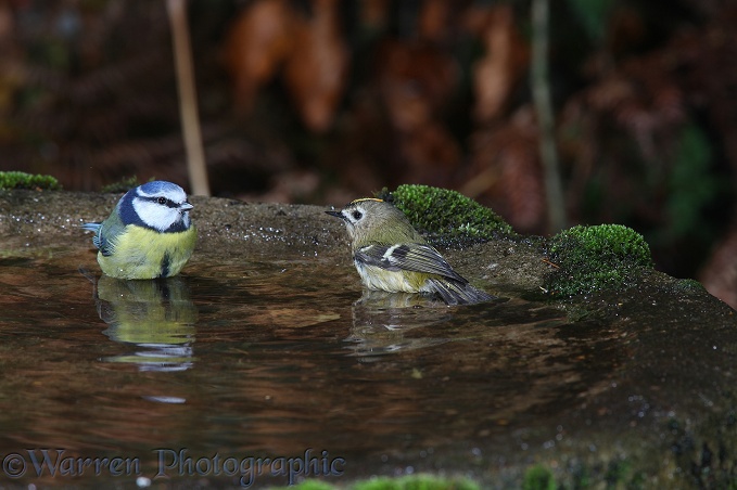 Blue Tit (Parus caeruleus) and Goldcrest (Regulus regulus) sharing a bath