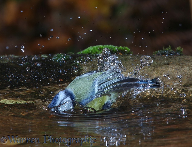 Blue Tit (Parus caeruleus) bathing.  Europe including Britain