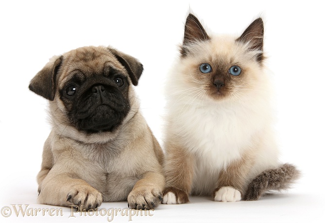 Fawn Pug pup, 8 weeks old, and Birman-cross kitten, white background