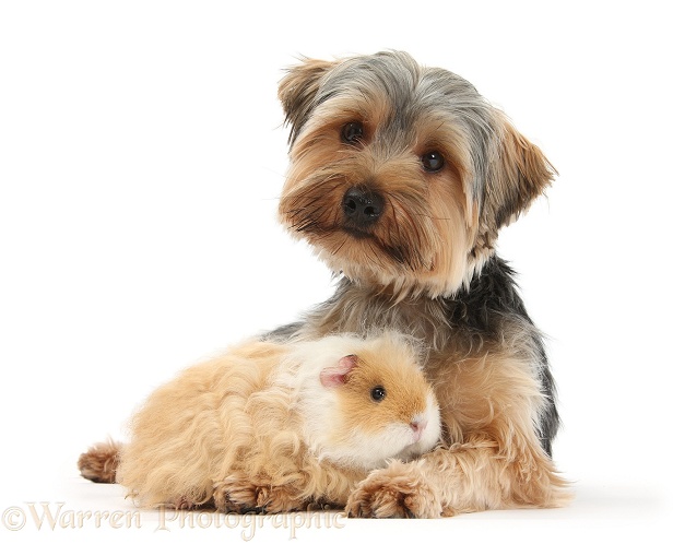 Yorkshire Terrier dog, Dillon, 16 months old, and Guinea pig, white background