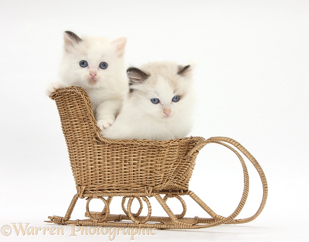 Ragdoll-cross kittens in a wicker toy sledge, white background