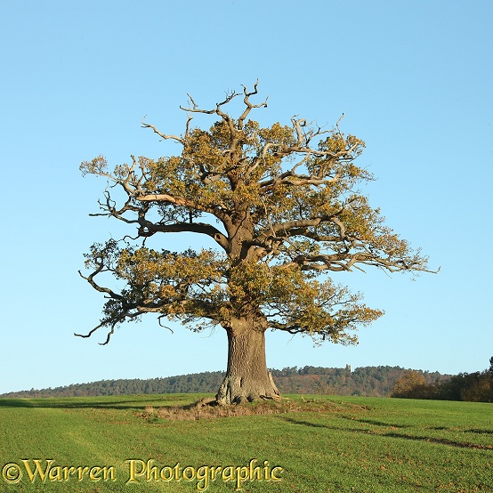 English Oak (Quercus robur) - Autumn (10-11-2010).  Surrey, England