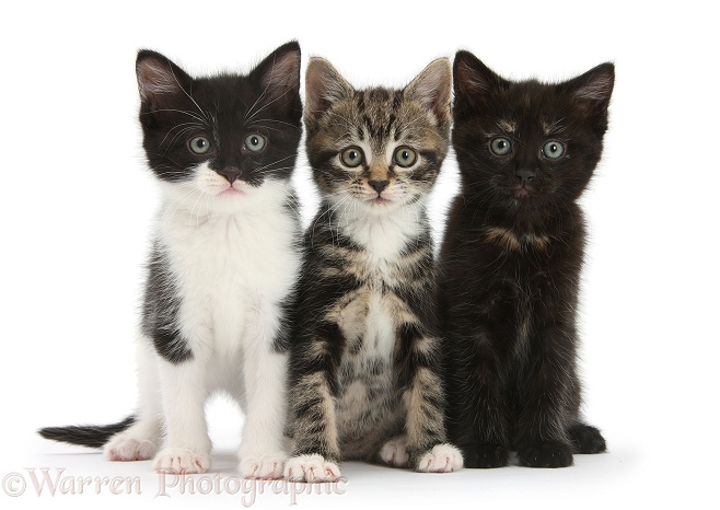 Three kittens together, white background