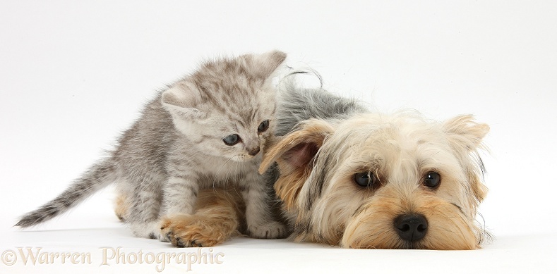 Yorkshire Terrier, Evie, 6 months old, with tabby kitten, white background
