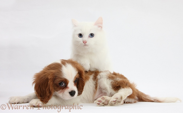 Blenheim Cavalier King Charles Spaniel pup, Harvey, 11 weeks old, with white Maine Coon-cross kitten, white background