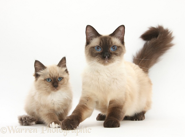 Birman-cross cat and kitten, white background