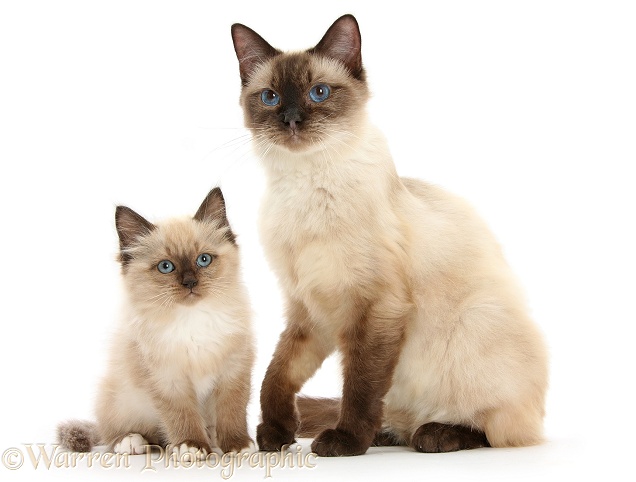 Birman-cross cat and kitten, white background