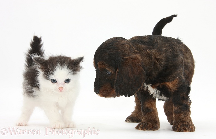 Cockapoo pup and black-and-white kitten, white background