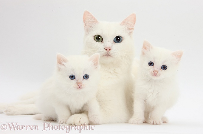 White Maine Coon-cross mother cat, Melody, and her white kittens, white background