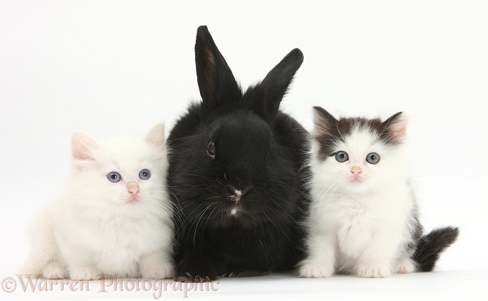 White and black-and-white kittens and black rabbit, white background