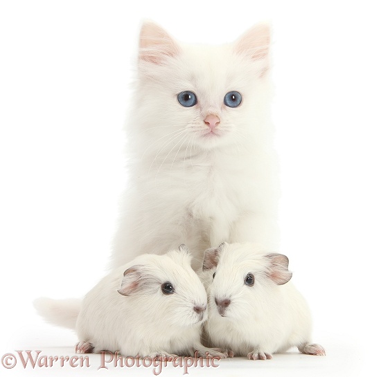 Baby white Guinea pigs and white Maine Coon-cross kitten, white background