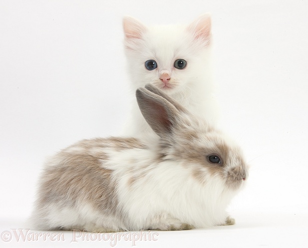 White kitten and baby rabbit, white background