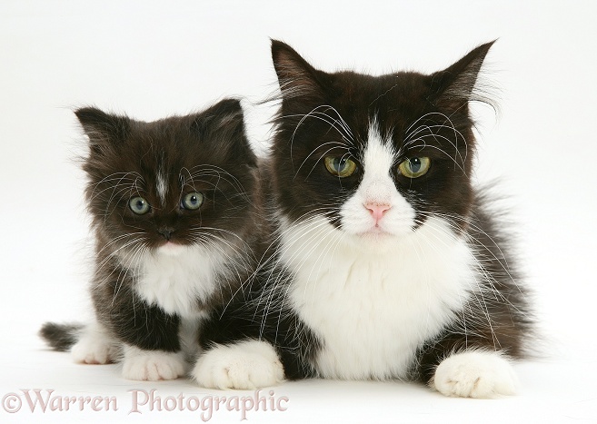 Black-and-white Persian-cross cat, Flora, and her kitten, white background