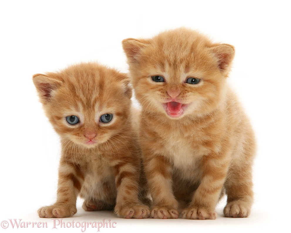 British shorthair red tabby kittens. One miaowing, white background