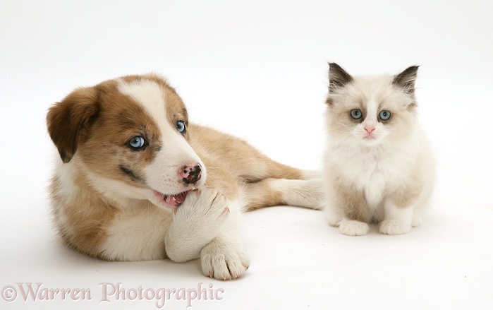 Blue-eyed red merle Border Collie puppy, Zebedee, with Birman-cross kitten, white background
