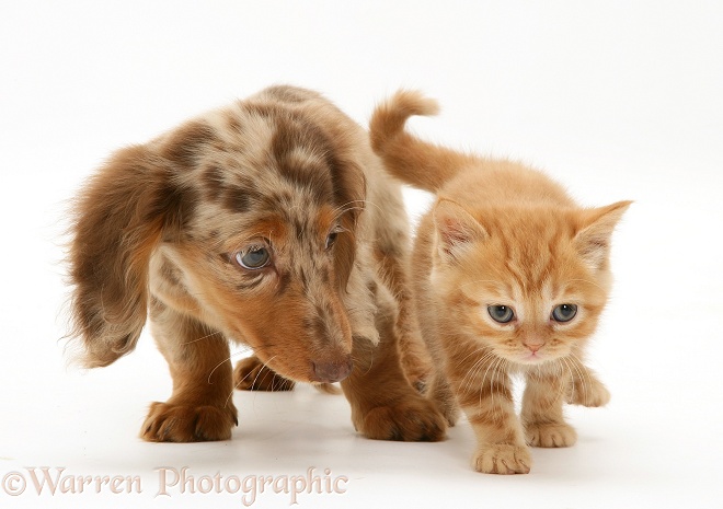 Chocolate Dapple Miniature Long-haired Dachshund pup with British Shorthair red tabby kitten, white background