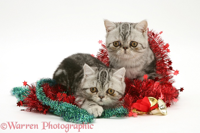 Silver tabby Exotic kittens with Christmas tinsel, white background