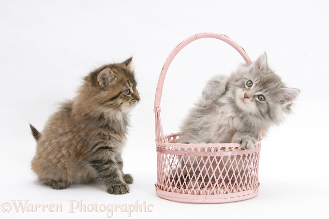 Maine Coon kittens, 7 weeks old, playing with a basket, white background