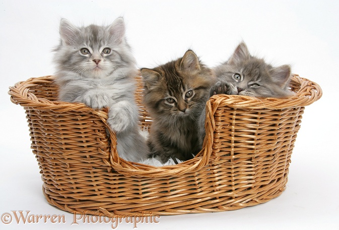 Maine Coon kittens, 8 weeks old, in a basket, white background