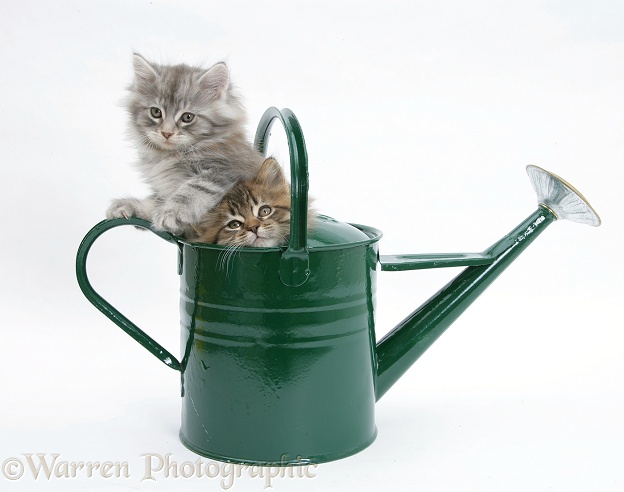 Maine Coon kittens playing in a watering can, white background