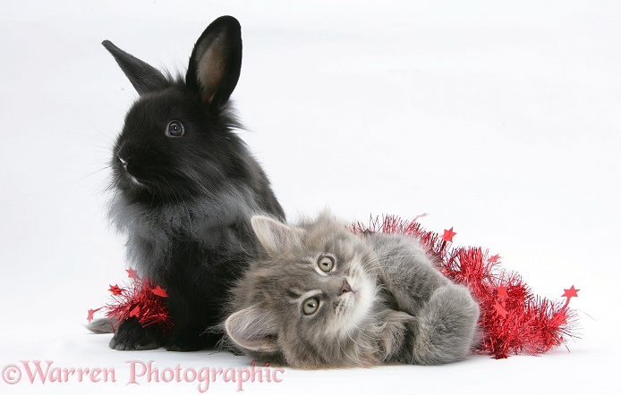 Maine Coon kitten, 8 weeks old, and black baby Dutch x Lionhead rabbit with red tinsel, white background