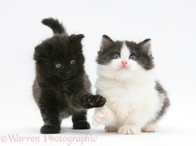 Black and black-and-white kittens, white background