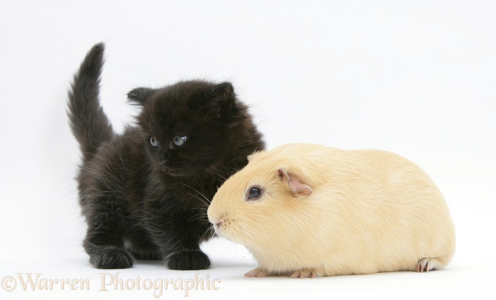 Black kitten with a yellow Guinea pig, white background