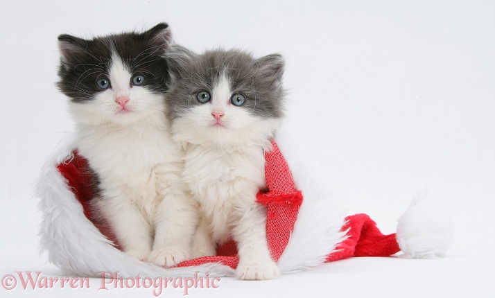 Black-and-white and grey-and-white kittens in a Father Christmas hat, white background