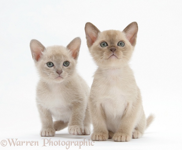 Burmese kittens, 7 weeks old, white background