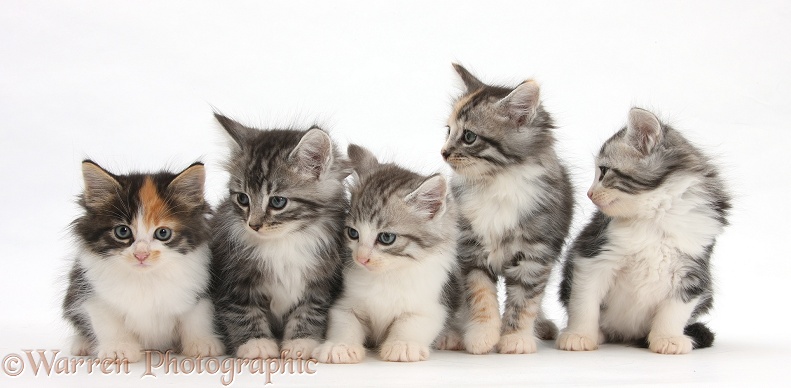 Five Maine Coon-cross kittens, 7 weeks old, white background