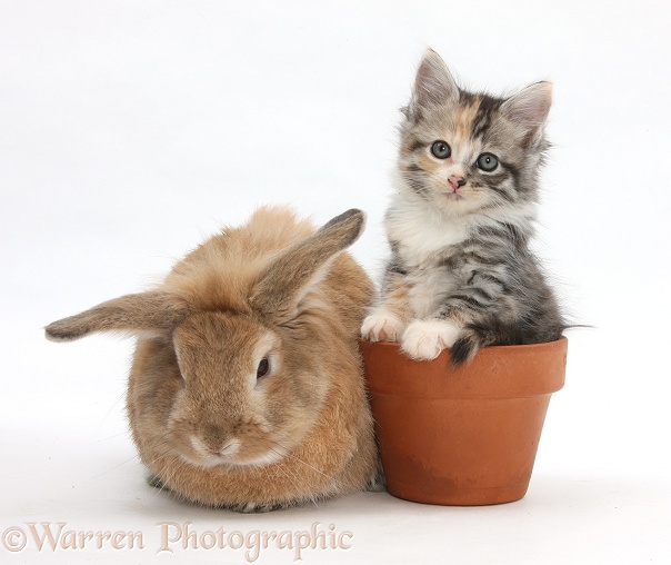 Sandy rabbit with Tabby tortoiseshell Maine Coon-cross kitten, 7 weeks old, in a flowerpot, white background