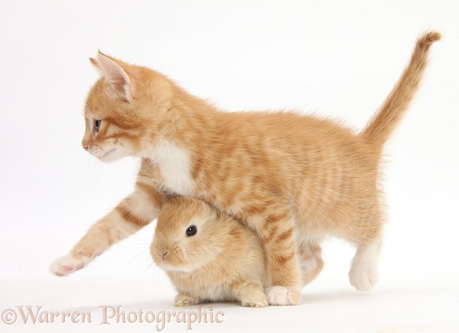 Ginger kitten, Tom, 7 weeks old, and baby sandy Lop rabbit, white background