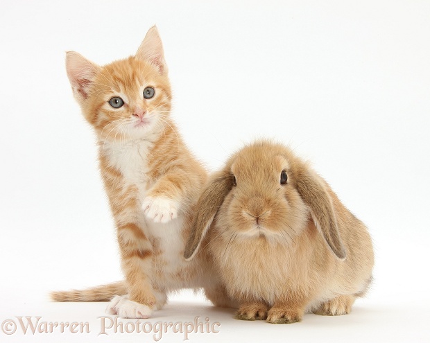 Ginger kitten, Tom, 7 weeks old, and young sandy Lop rabbit, white background