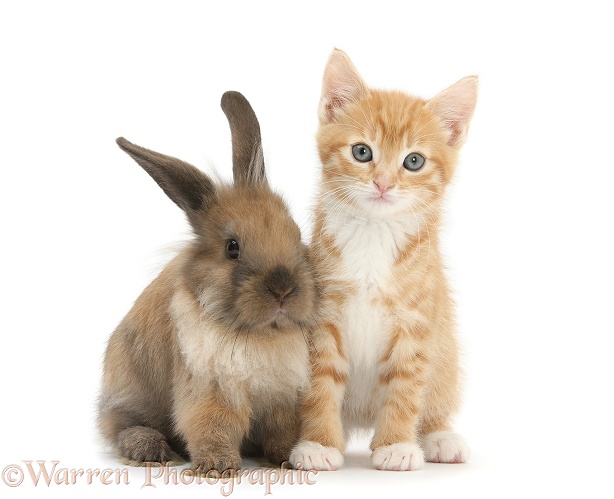 Ginger kitten, Tom, 7 weeks old, and young Lionhead-Lop rabbit, white background
