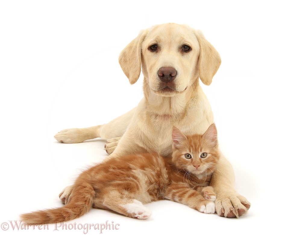 Ginger kitten, Butch, 10 weeks old, and Yellow Labrador Retriever pup, white background