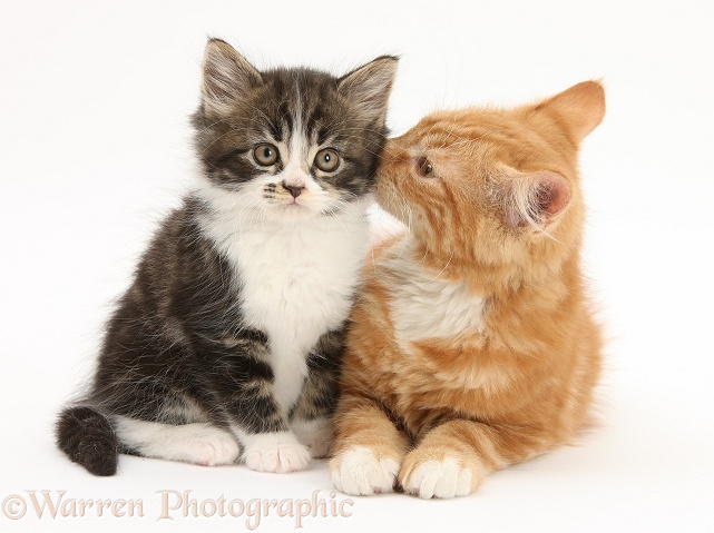 Ginger kitten, Butch, 3 months old, with younger Tabby-and-white kitten, white background