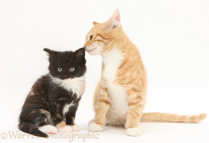 Ginger kitten, Tom, 3 months old, with younger black-and-white kitten, white background