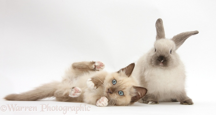 Ragdoll-cross kitten and young Colourpoint rabbit, white background