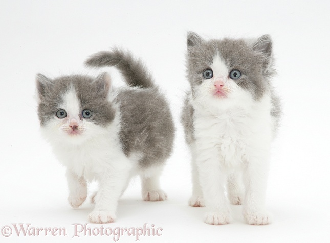 Grey-and-white kittens, white background