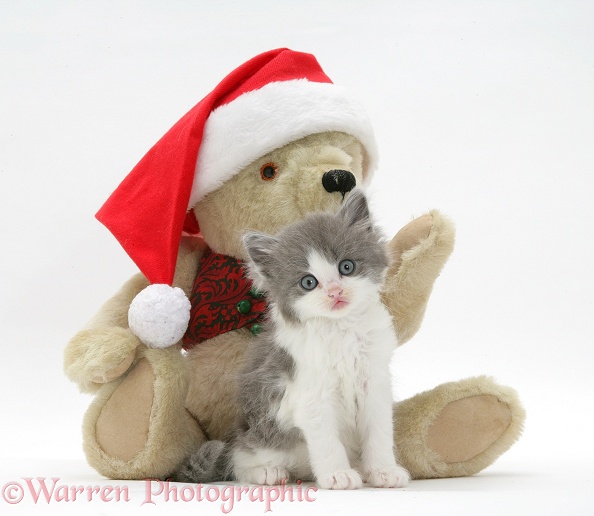 Grey-and-white Persian-cross kitten and teddy bear wearing a Father Christmas hat, white background