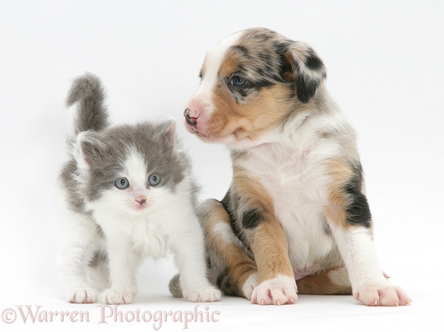 Border Collie pup and kitten, white background