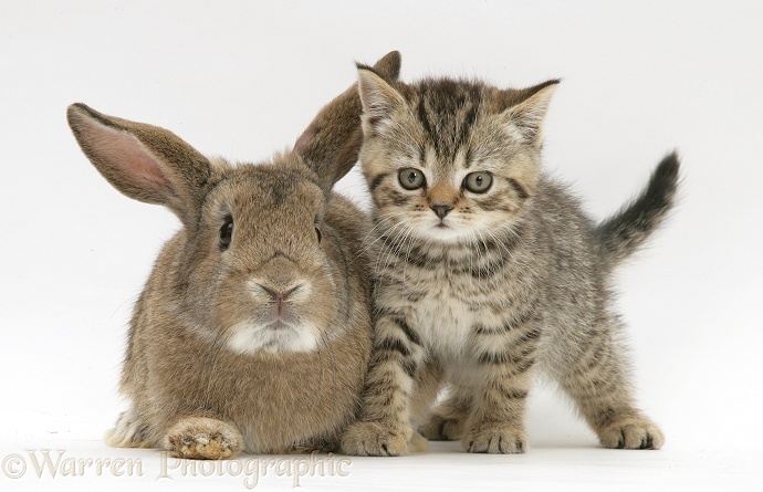 British Shorthair brown tabby female kitten with young agouti rabbit, white background