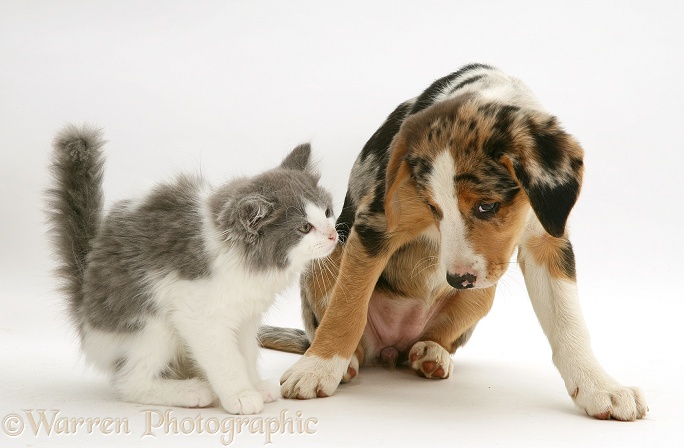 Grey-and-white kitten with merle pup Border Collie Kylie, 8 weeks old, white background