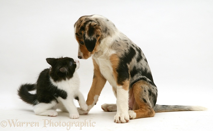 Black-and-white Nancy kitten with merle Border Collie pup, Kylie, 8 weeks old, white background